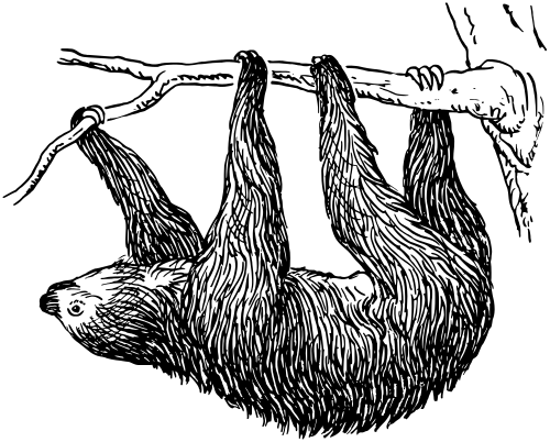 Sloth drawing