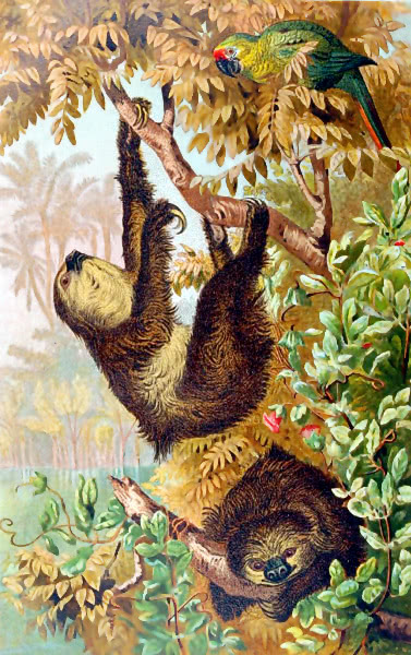 sloths climbing