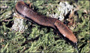 Slug Common Garde