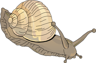 snail 03