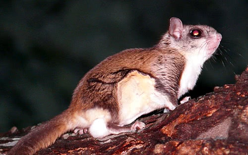 Southern Flying Squirrel  Glaucomys volans