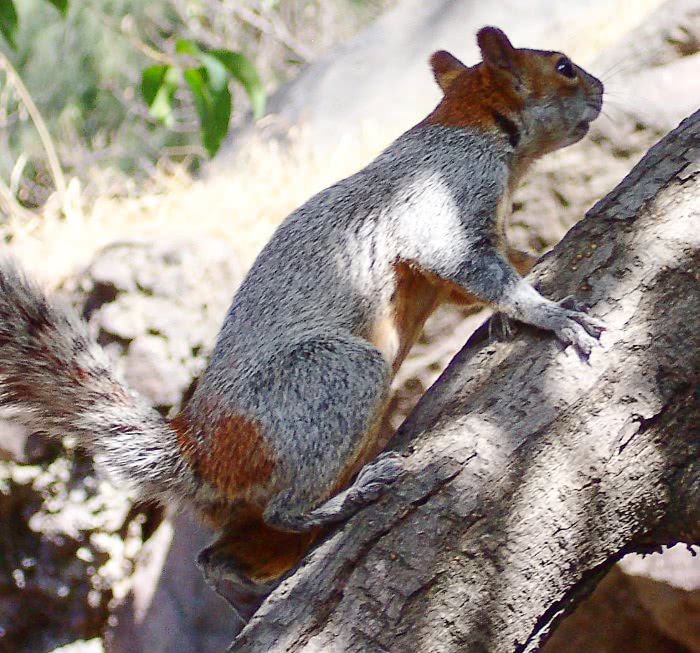 Mexican gray squirrel  Sciurus aureogaster