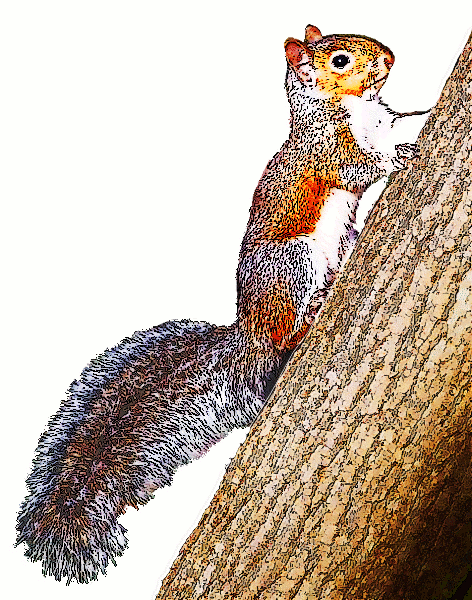 gray squirrel graphic