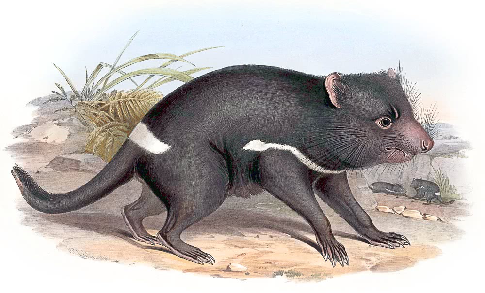 Tasmanian Devil  Sarcophilus harrisii