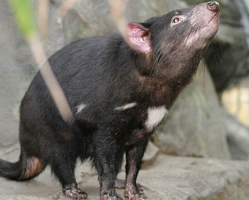 Tasmanian devil 2