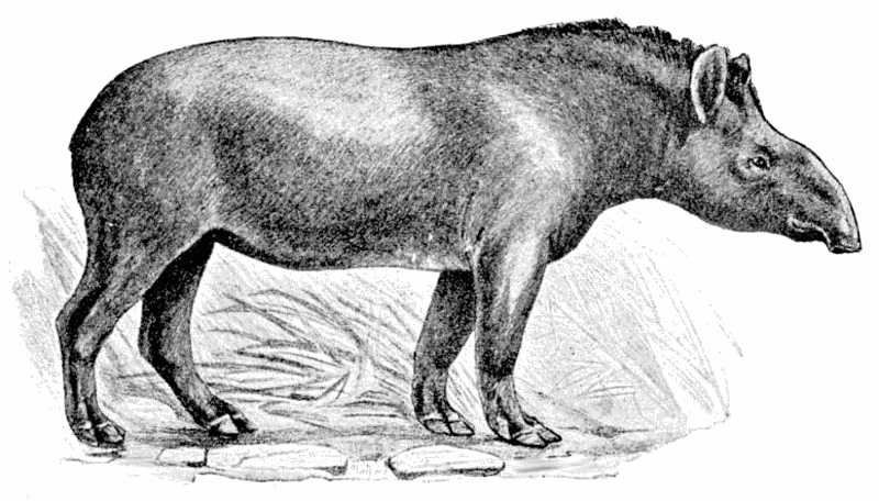 American Tapir  Tapirus terrestris