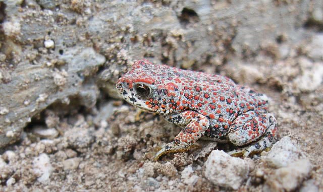 Red-spotted toad