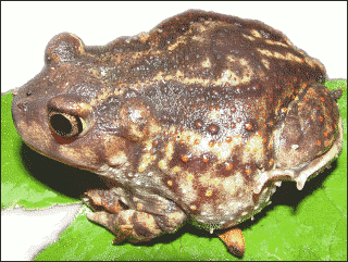 spadefoot toad 2