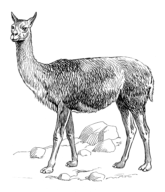 Vicuna lineart