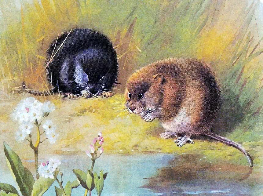 Water vole painting