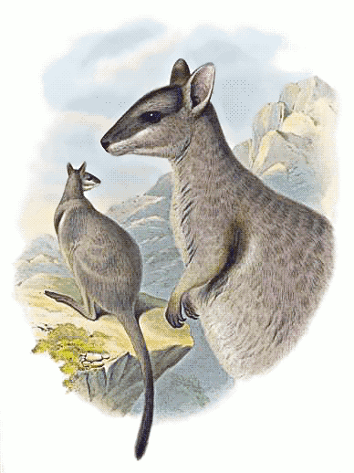 Short-eared rock-wallaby  petrogale brachyotis