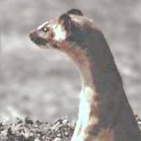 Columbian weasel