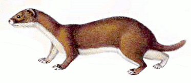 weasel clipart