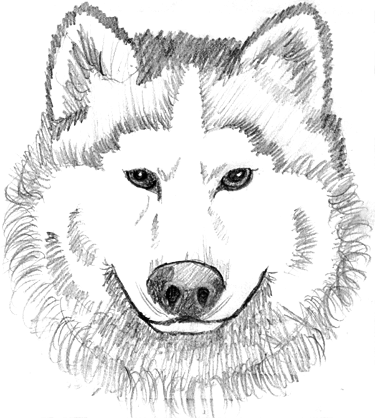 wolf head sketch