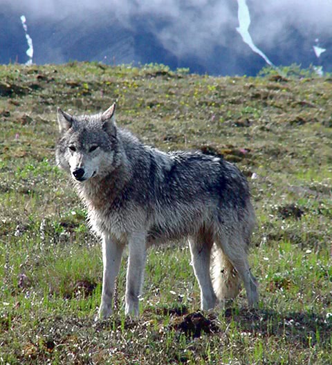 Wolf in field