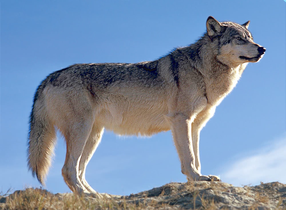 wolf on ridge