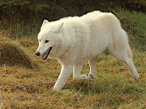 Arctic  aka White wolf