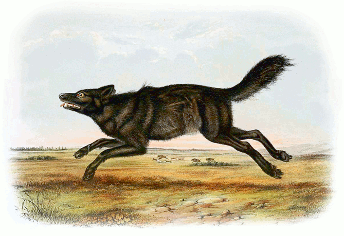 Black melanistic gray wolf