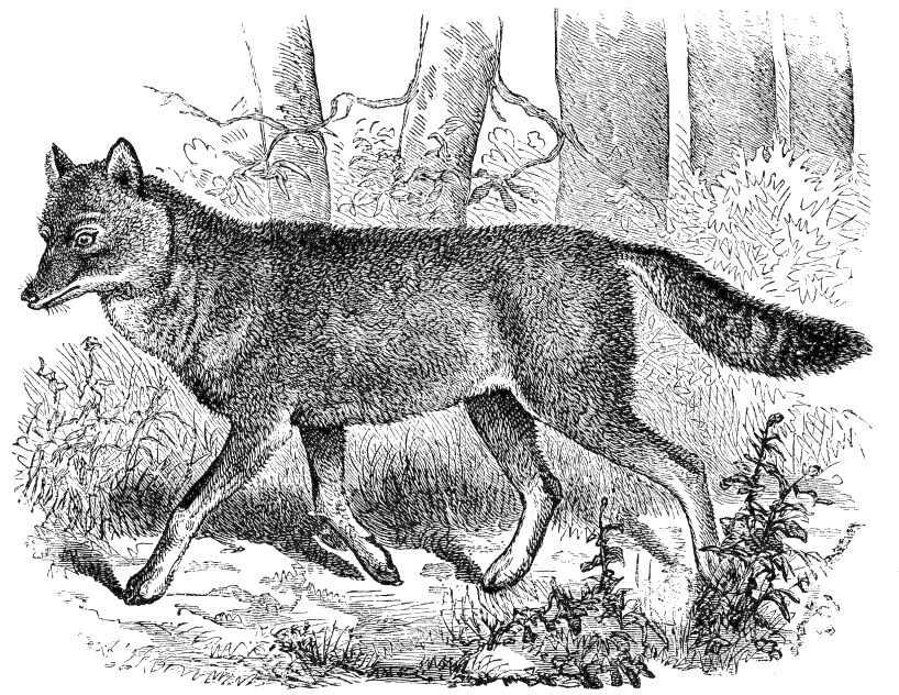 Japanese wolf  Canis hodophylax