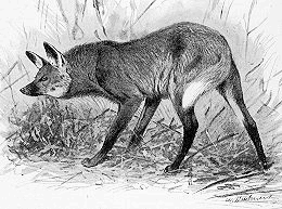 Maned Wolf  Chrysocyon brachyurus