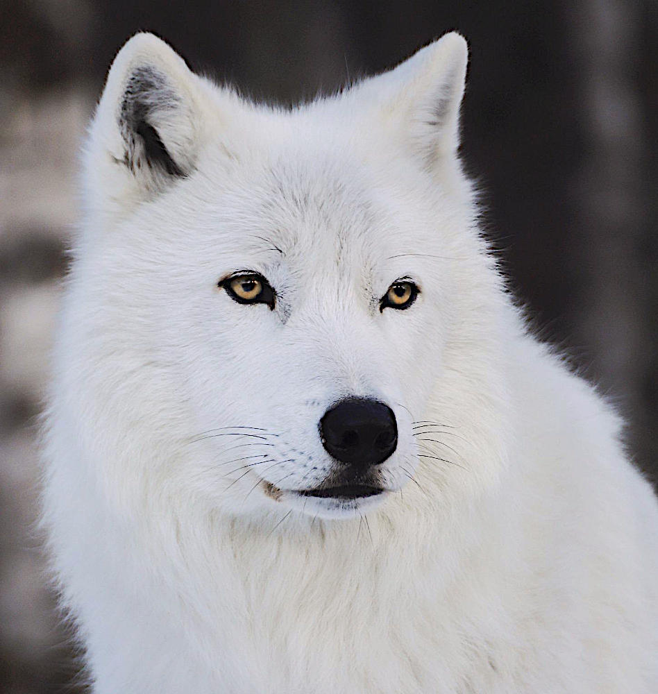 white-wolf-face