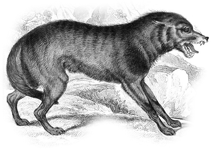 wolf Mexico