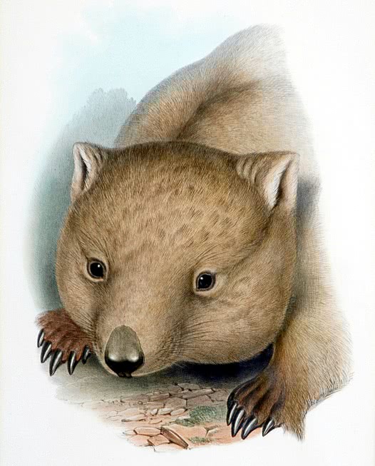 Southern Hairy-nosed wombat