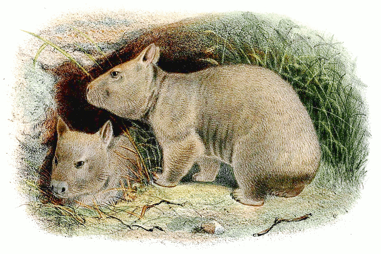 Southern hairy-nosed wombats