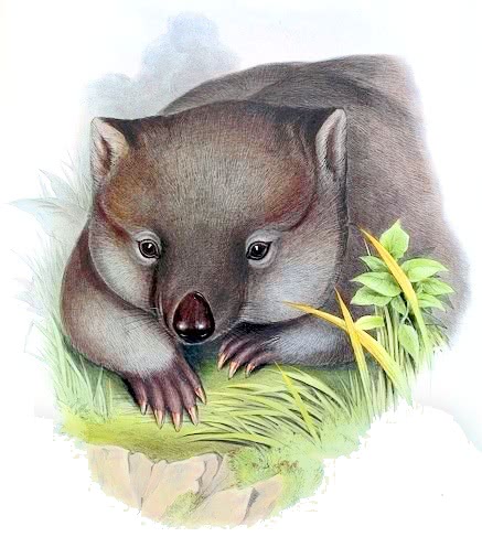 Wombat face