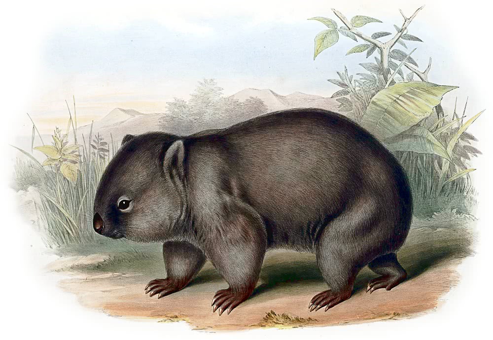 Wombat illustration