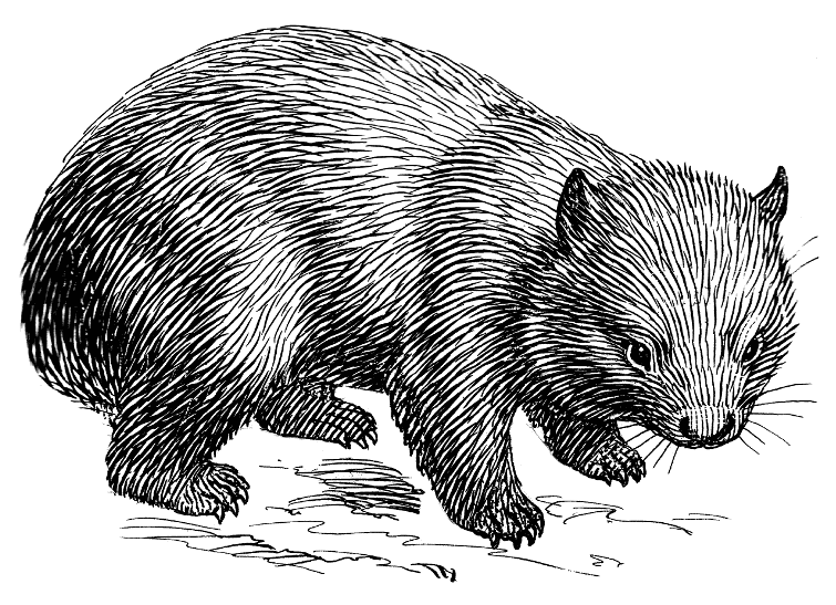 Wombat lineart