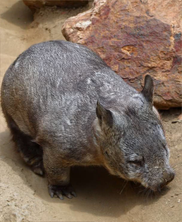 Wombat photo