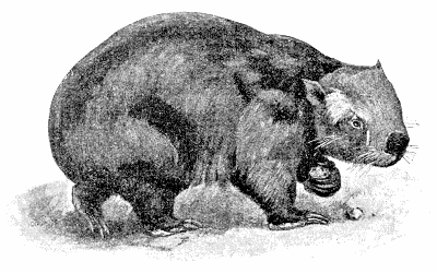 Wombat sketch