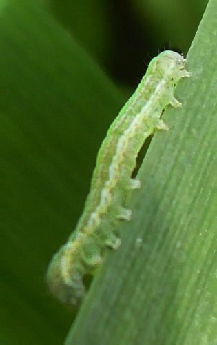 inch worm on leaves