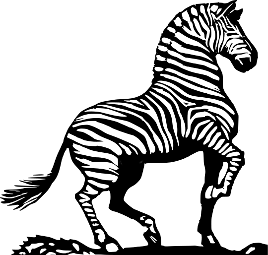 zebra bold