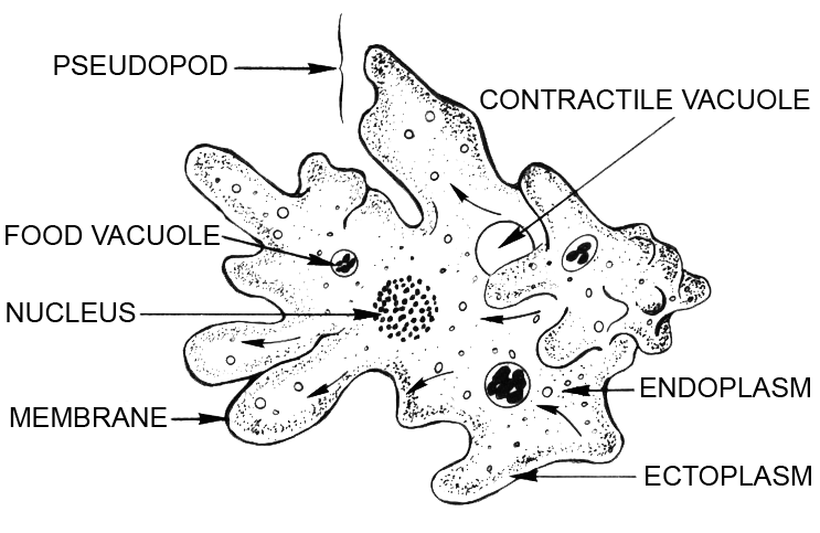Amoeba diagram