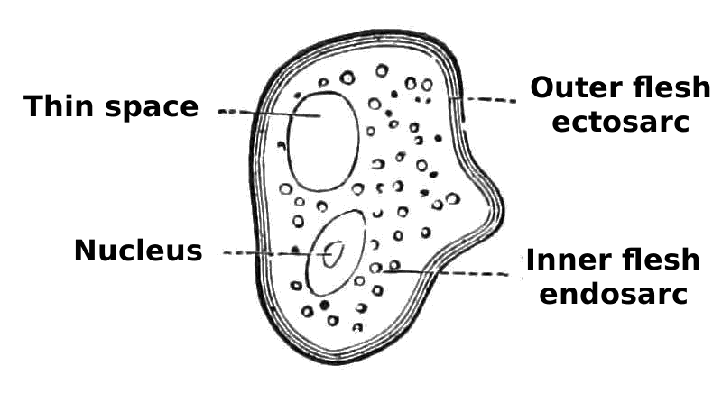 Pond amoeba