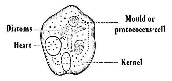 Pond amoeba digesting its food