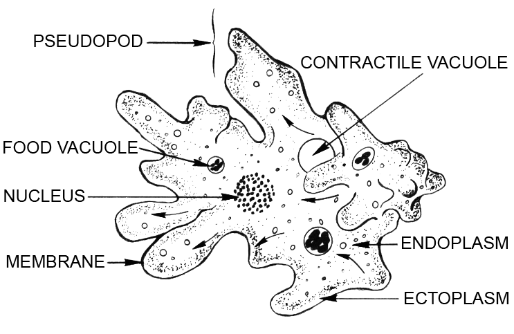 amoeba diagram t