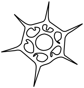 Silicoflagellata