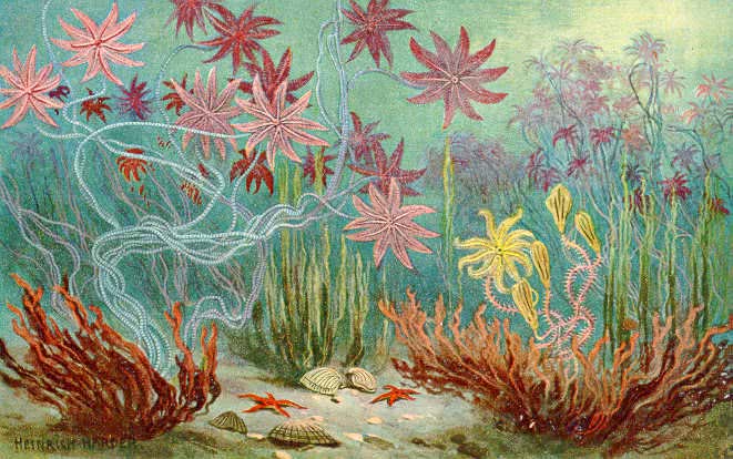 sea lillies