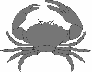crab 2