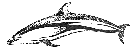 Pacific White-sided dolphin