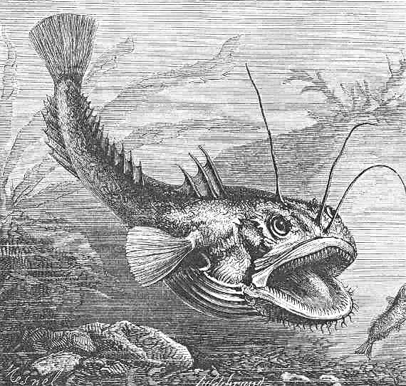 Angler  Devil fish  Lophius piscatorius