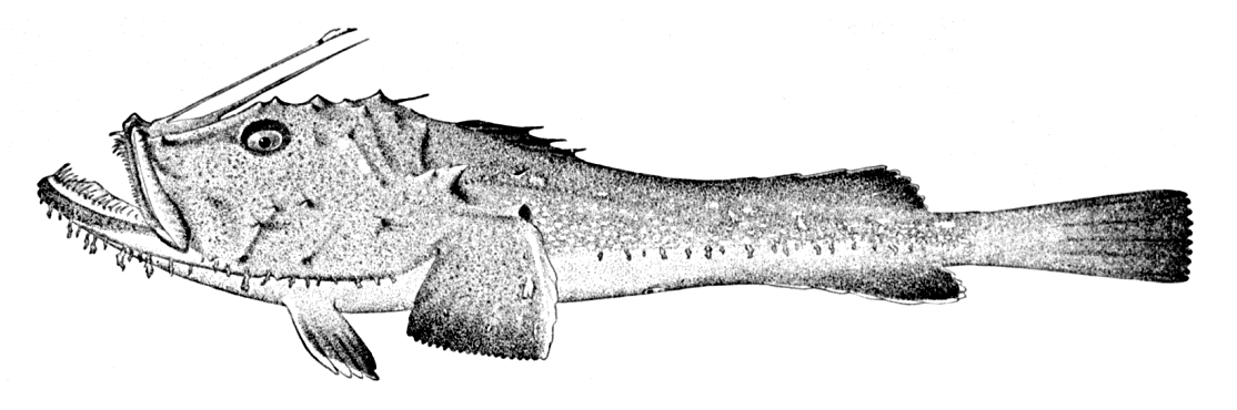 Anglerfish  Lophius piscatorius BW