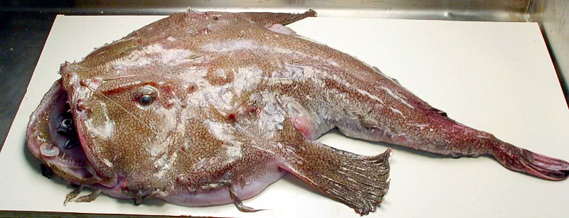 Blackfin goosefish  Lophius gastrophysus
