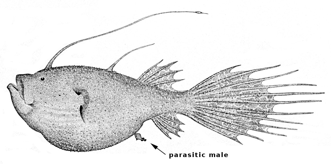 Deep Sea Angler  parasitic male