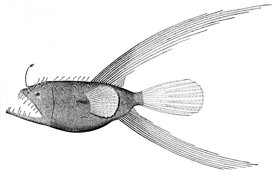 Fanfin anglerfish