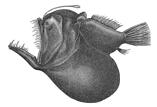 Humpback anglerfish  Melanocetus johnsoni