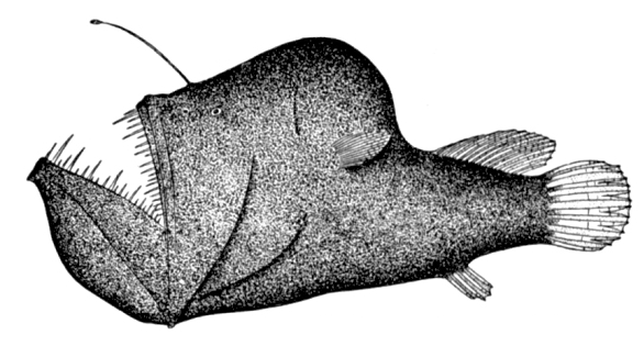 Hunpback anglerfish  drawing 2